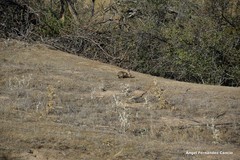 Oryctolagus cuniculus