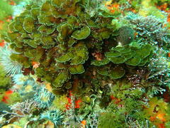 Exallosorus harveyanus