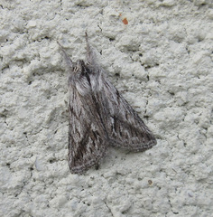 Pleromelloida