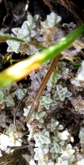 Helichrysum saxicola