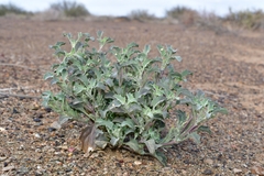 Chascanum