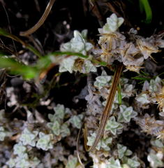 Helichrysum saxicola