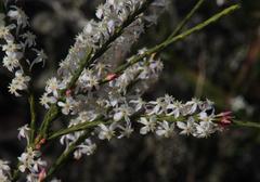 Struthiola myrsinites
