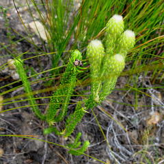 Phylica nigromontana