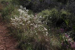 Struthiola myrsinites