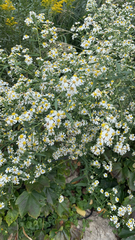 Symphyotrichum lanceolatum