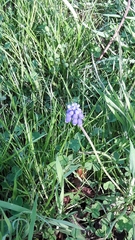 Muscari botryoides