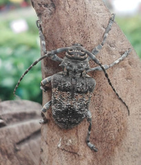 Lagocheirus lugubris