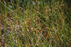 Isolepis prolifera