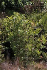 Melaleuca viminalis viminalis