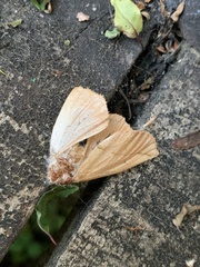 Macrolyrcea monochorda