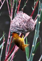 Ploceus subaureus subaureus