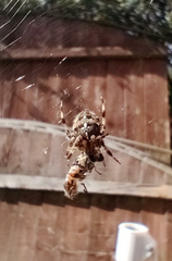 Araneus diadematus