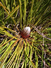 Protea scabriuscula