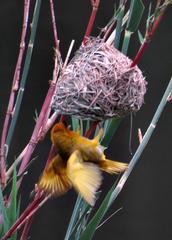 Ploceus subaureus subaureus