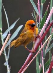 Ploceus subaureus subaureus