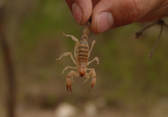 Timogenes elegans
