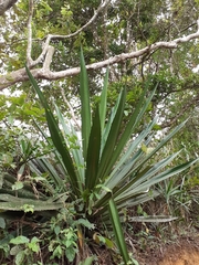 Furcraea andina
