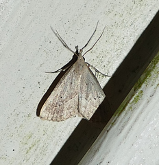 Macrochilo hypocritalis