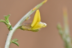 Melolobium microphyllum