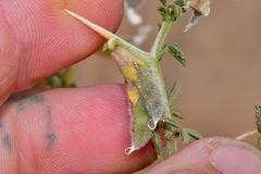 Melolobium microphyllum