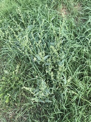 Atriplex oblongifolia