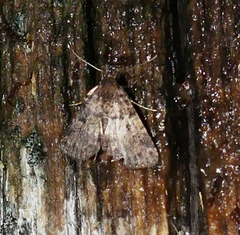 Metalectra quadrisignata