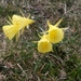Narcissus bulbocodium citrinus - Photo (c) lademandamanda, alguns direitos reservados (CC BY-NC-ND)
