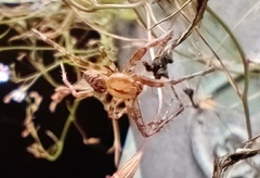 Araneus diadematus