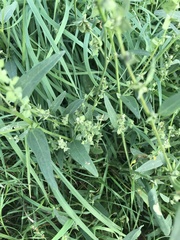Atriplex oblongifolia