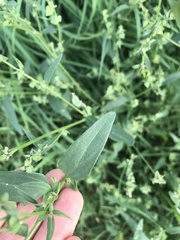 Atriplex oblongifolia