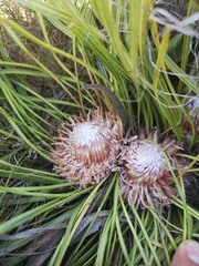 Protea scabriuscula