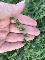 Atriplex oblongifolia