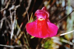 Utricularia quelchii