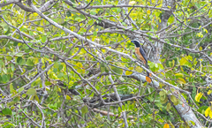 Saltator orenocensis