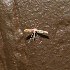 Lioptilodes albistriolatus