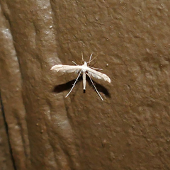 Lioptilodes albistriolatus