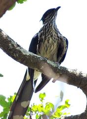 Clamator levaillantii