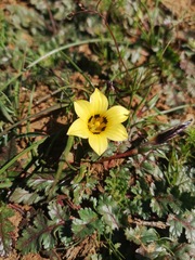 Romulea luteoflora
