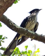 Clamator levaillantii