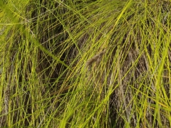 Festuca petraea