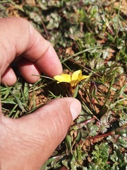 Romulea luteoflora