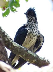 Clamator levaillantii