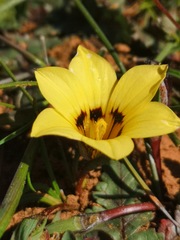 Romulea luteoflora