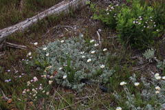 Arctotis stoechadifolia
