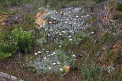Arctotis stoechadifolia