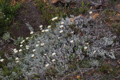 Arctotis stoechadifolia