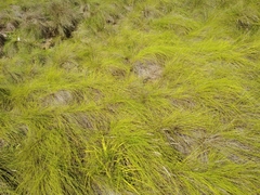 Festuca petraea