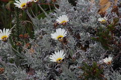 Arctotis stoechadifolia
