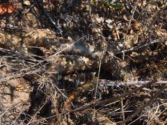 Tylecodon grandiflorus